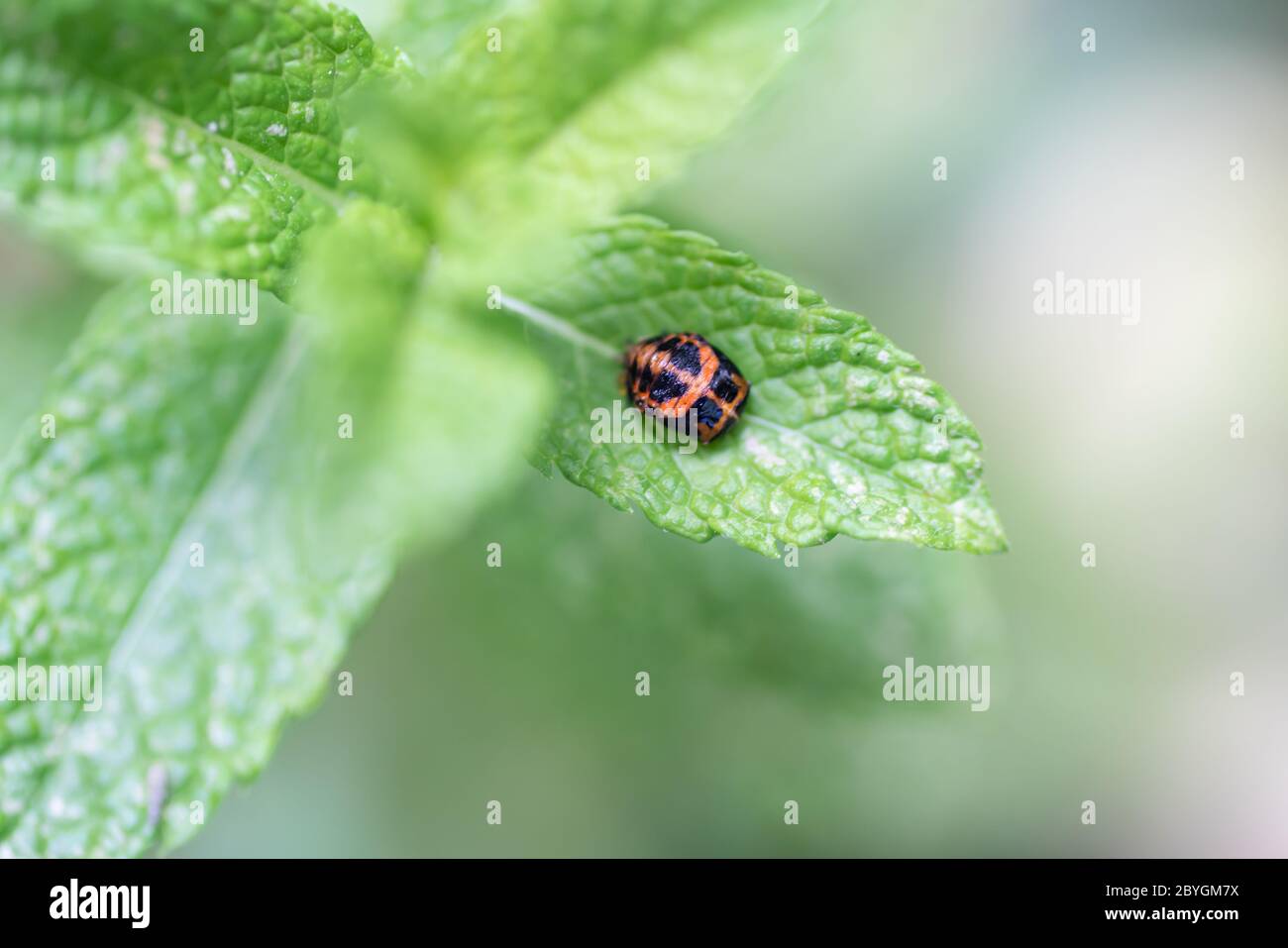 Mariant une coccinelle sur une feuille de menthe au printemps. Gros plan de l'insecte vivant. Image de la série 9 de 9 Banque D'Images