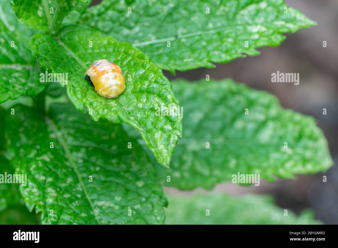 Mariant une coccinelle sur une feuille de menthe au printemps. Gros plan de l'insecte vivant. Image de la série 3 de 9 Banque D'Images