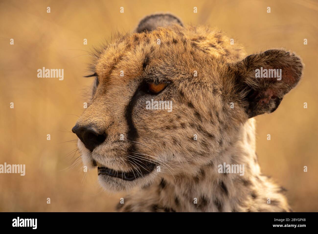 Gros plan de la tête de guépard avec bokeh doré Banque D'Images