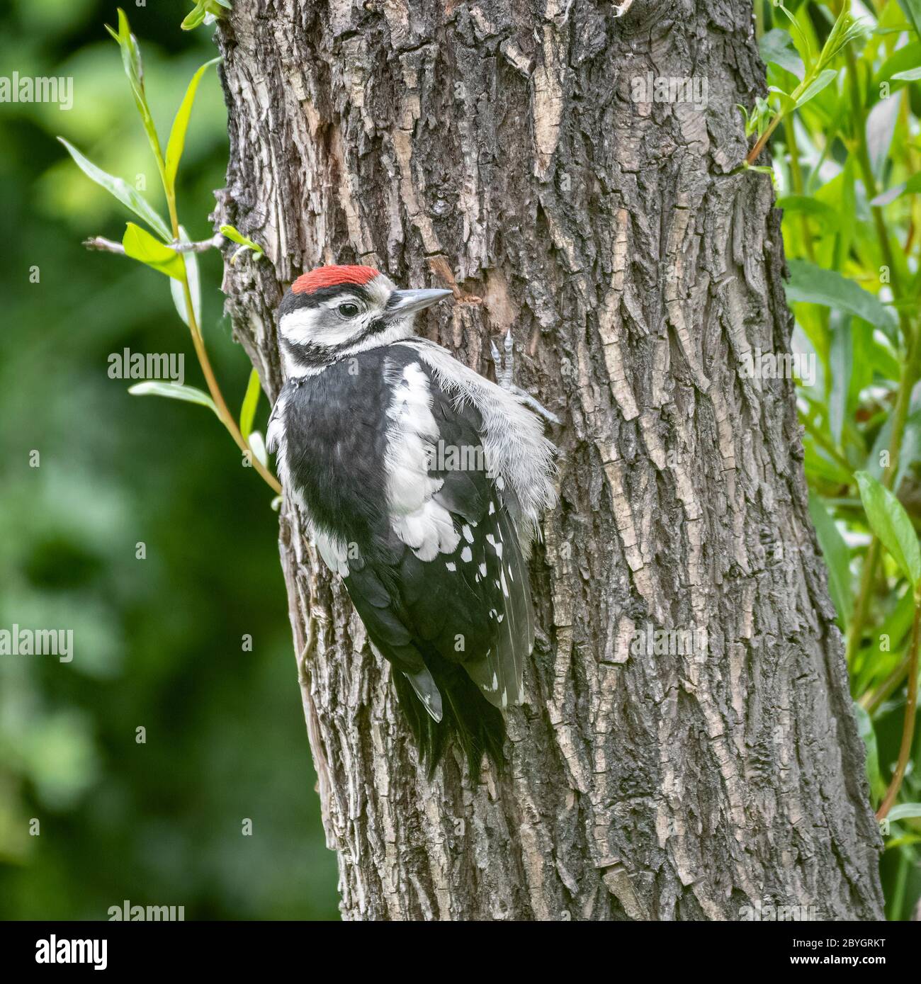 Un petit pic tacheté, Dendrocopos Major, accroché à un tronc d'arbre Banque D'Images