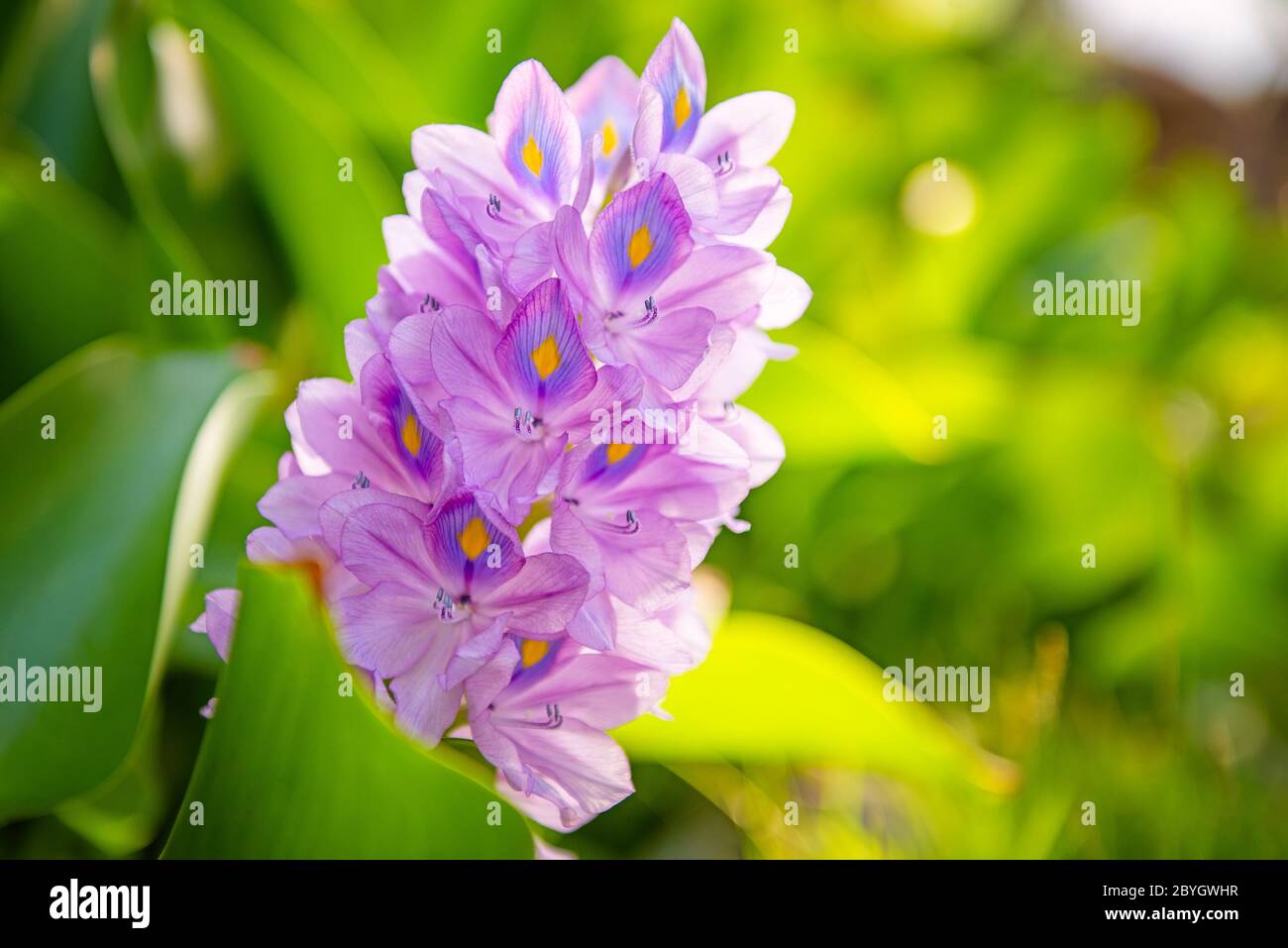 Fleur de jacinthe d'eau brésilienne. Flore sur l'île de Bali. Indonésie  Photo Stock - Alamy