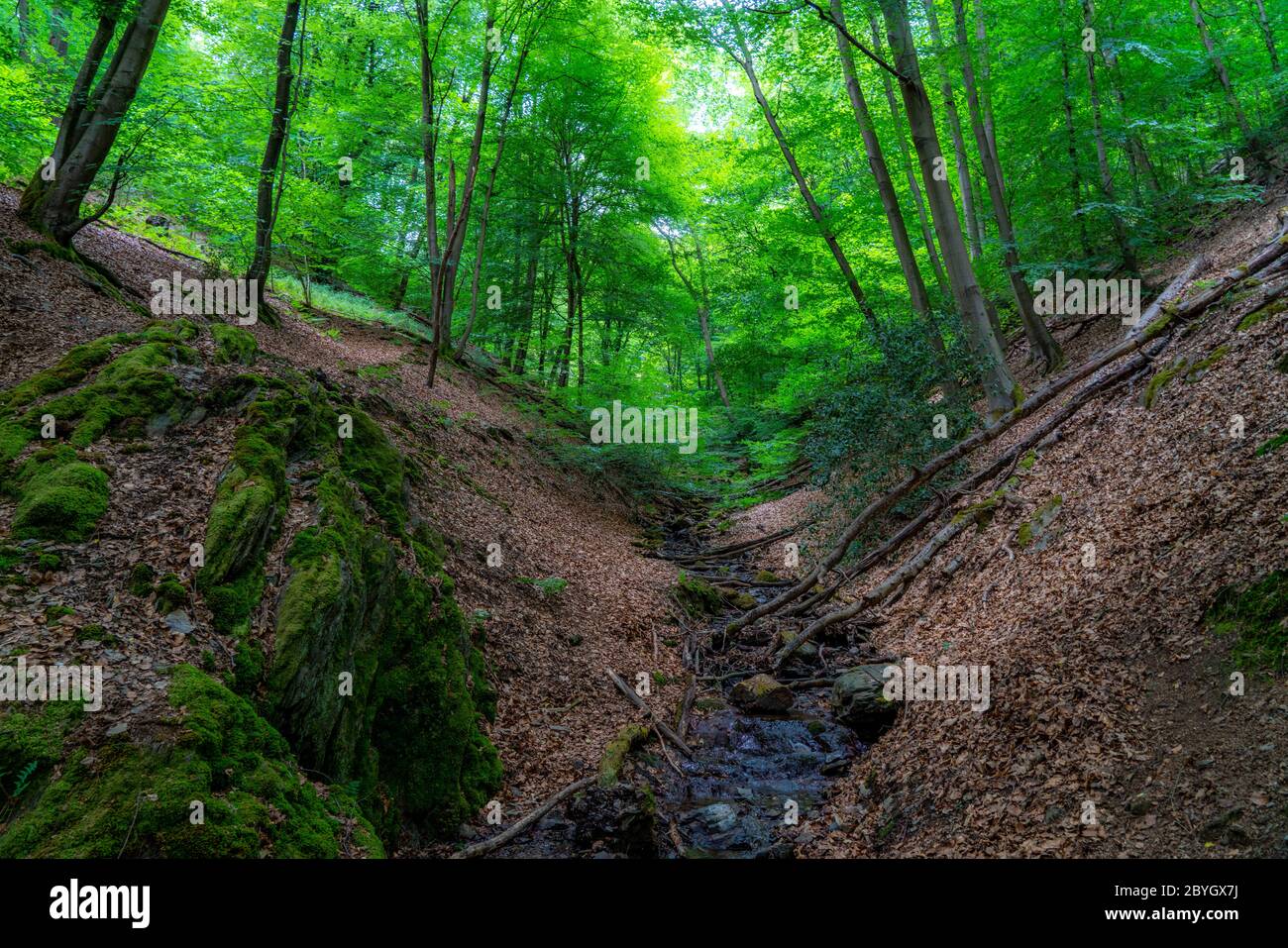 Forêt le long de la rivière WUpper, près de Solingen, Bergisches Land, NRW, Allemagne Banque D'Images