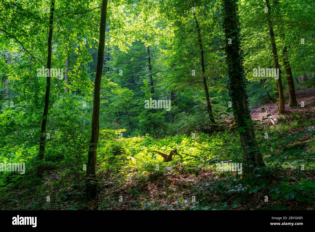 Forêt le long de la rivière WUpper, près de Solingen, Bergisches Land, NRW, Allemagne Banque D'Images