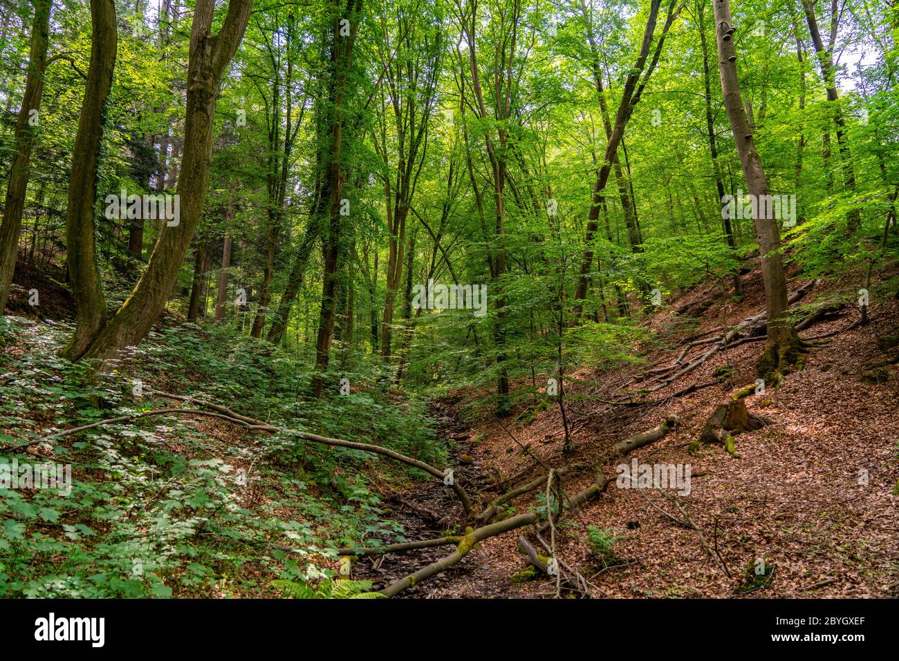 Forêt le long de la rivière WUpper, près de Solingen, Bergisches Land, NRW, Allemagne Banque D'Images