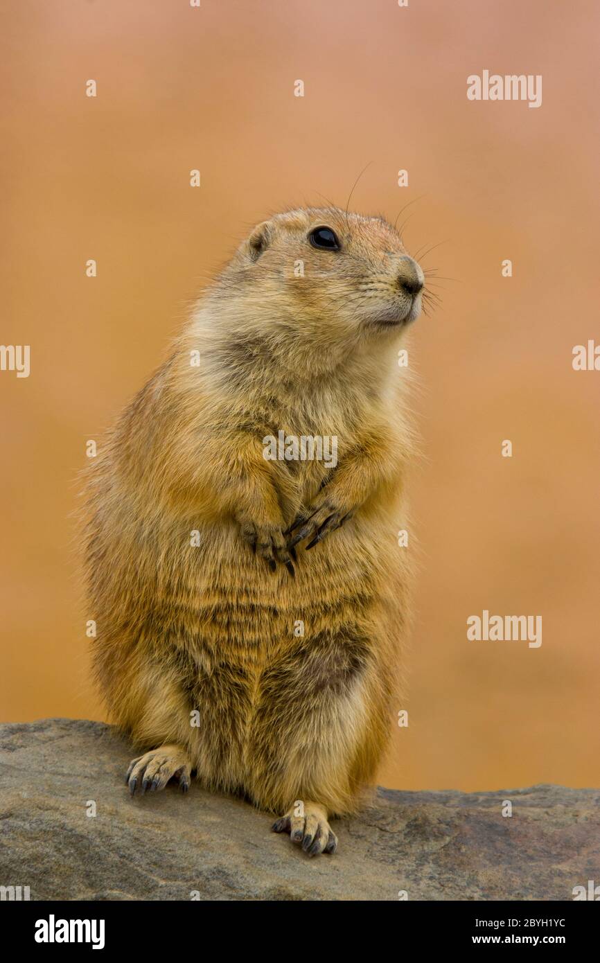 Le chien de prairie à queue noire est seul et regarde quelque part. C'est un rongeur de la famille des Sciuridae que l'on trouve dans les grandes plaines d'Amérique du Nord. Banque D'Images