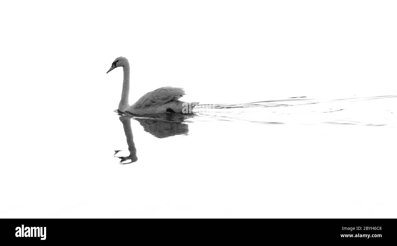Swan dans le magnifique coucher de soleil sur le lac Banque D'Images
