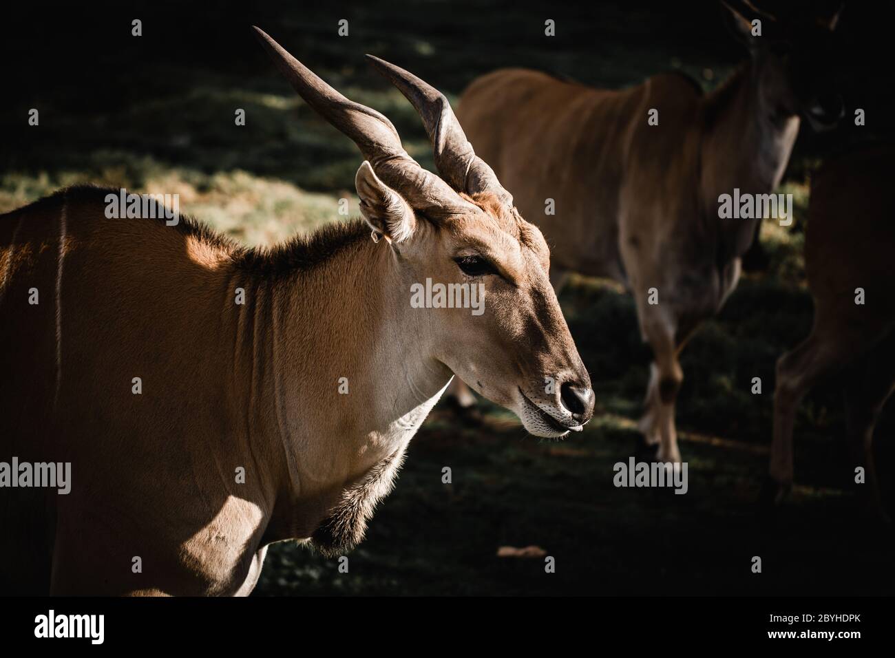 La tête d'un Antelope Eland (Taurotragus oryx) avec d'autres animaux de la terre derrière lui, les cornes et le visage des elands sont illuminés Banque D'Images