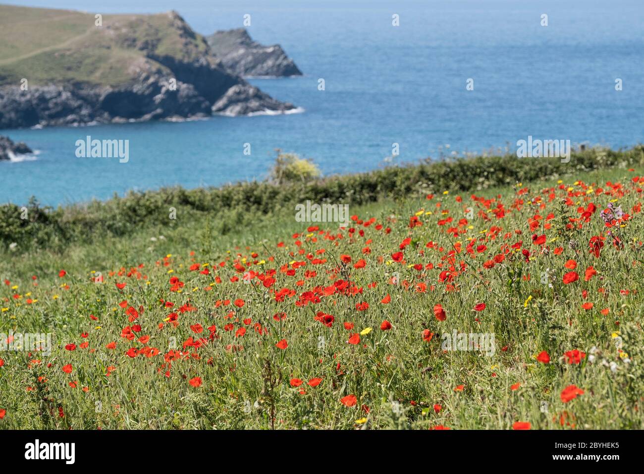 La vue spectaculaire des rhoeas de Poppies communes qui poussent dans un champ surplombant la mer dans le cadre du projet de champs arables sur Pentire point We Banque D'Images