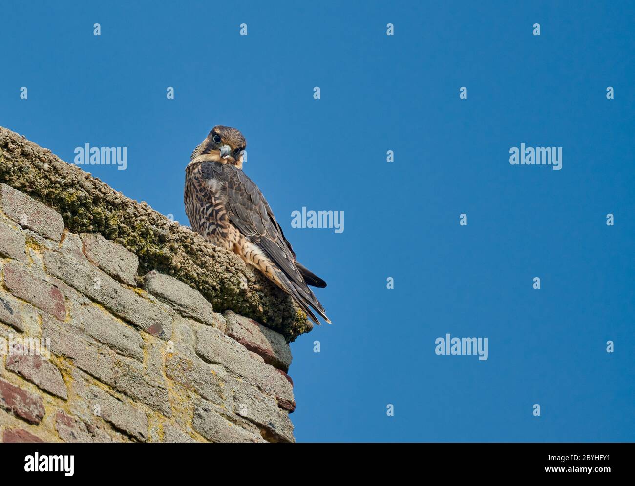 Jeune Faucon pèlerin (Falco peregrinus) avec bec déformé sur cheminée, Heinsberg, Rhénanie-du-Nord-Westphalie, Allemagne Banque D'Images