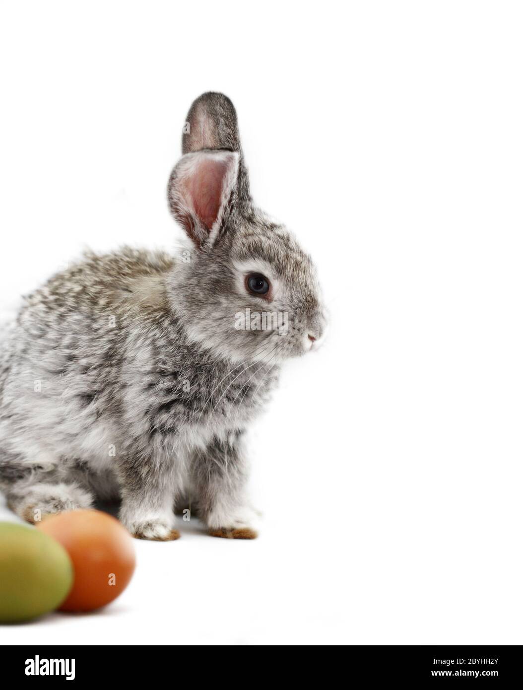 Mignon lapin gris avec des oeufs de Pâques isolated on white Banque D'Images