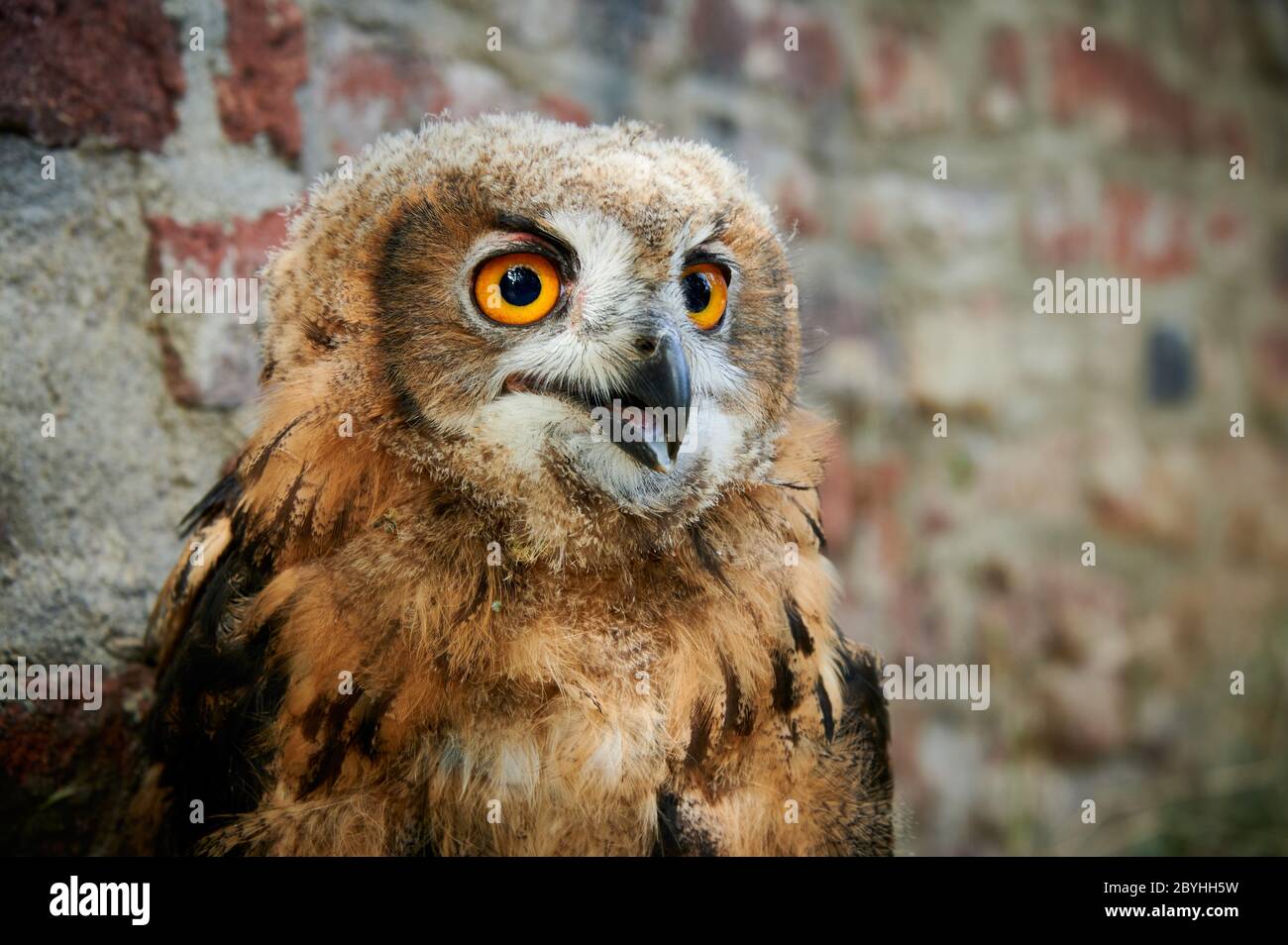 Portrait d'un jeune hibou eurasien (Bubo bubo), Heinsberg, Rhénanie-du-Nord-Westphalie, Allemagne Banque D'Images