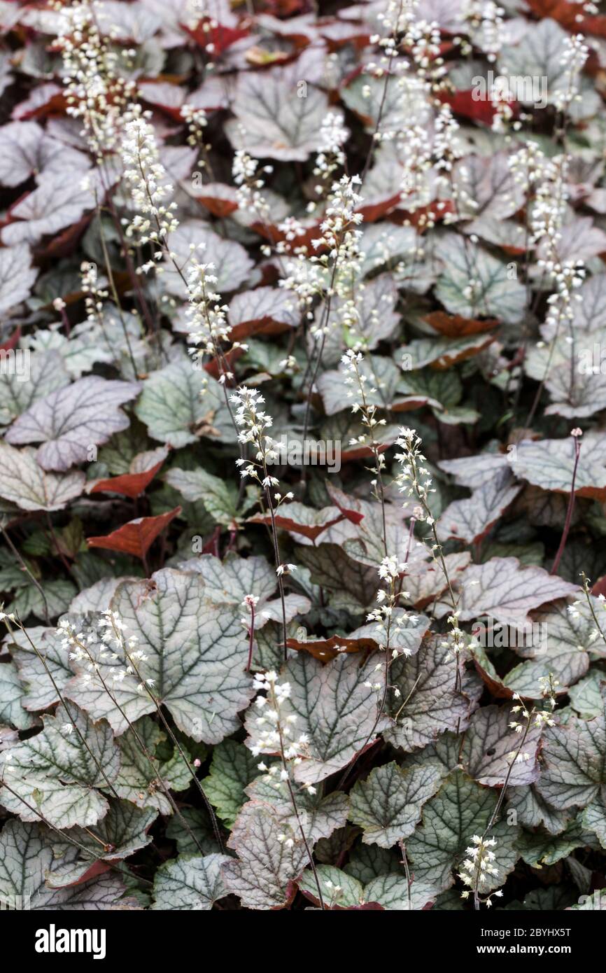 Heucherella Twilight Heucherellas Banque D'Images