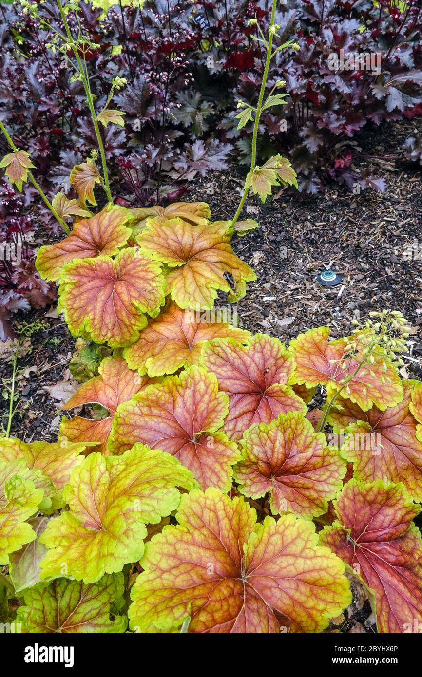 Coquillages de corail Heuchera Tafetta Noir Heuchera Delta Dawn Heucheras Banque D'Images