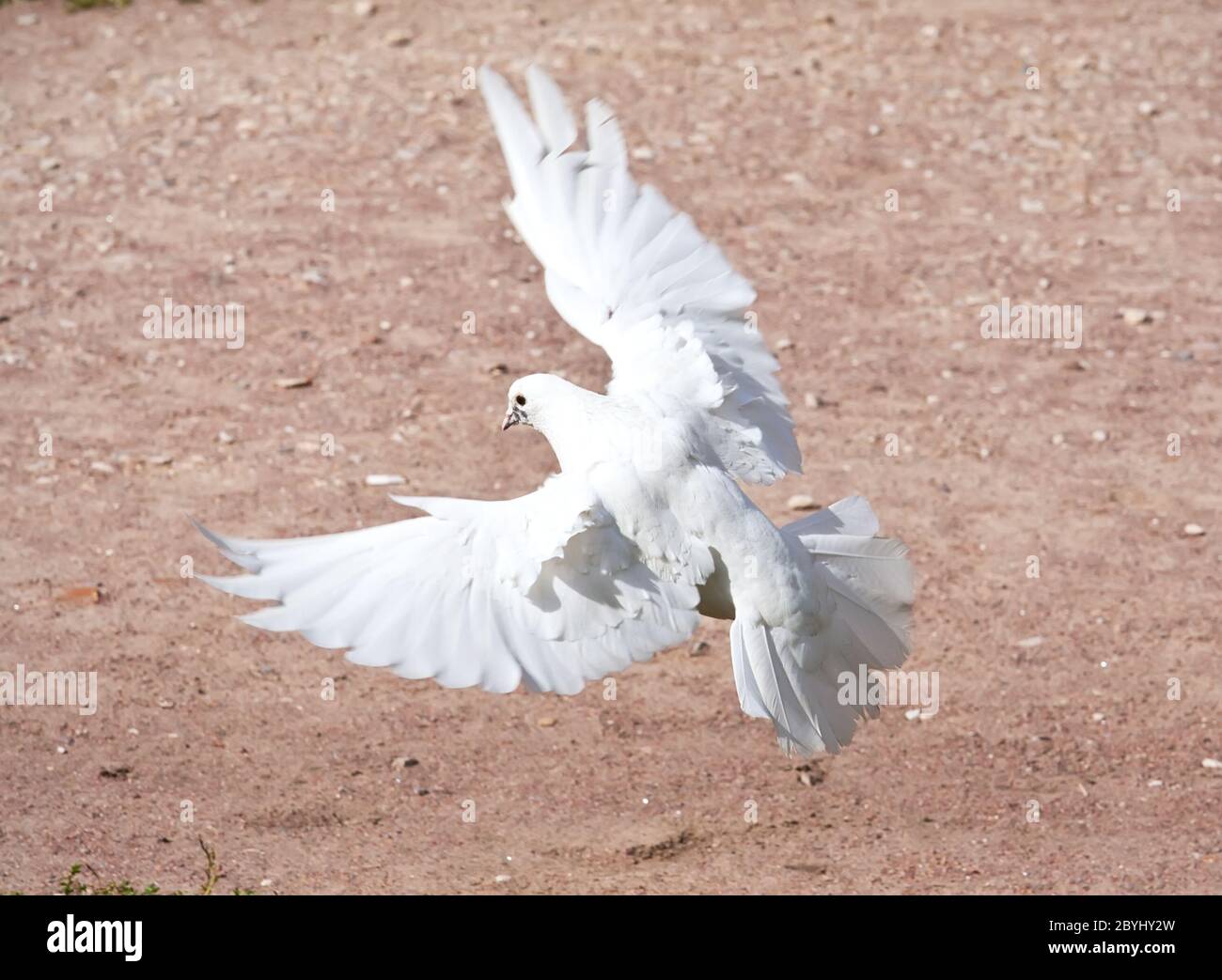 Pigeon blanc Banque D'Images