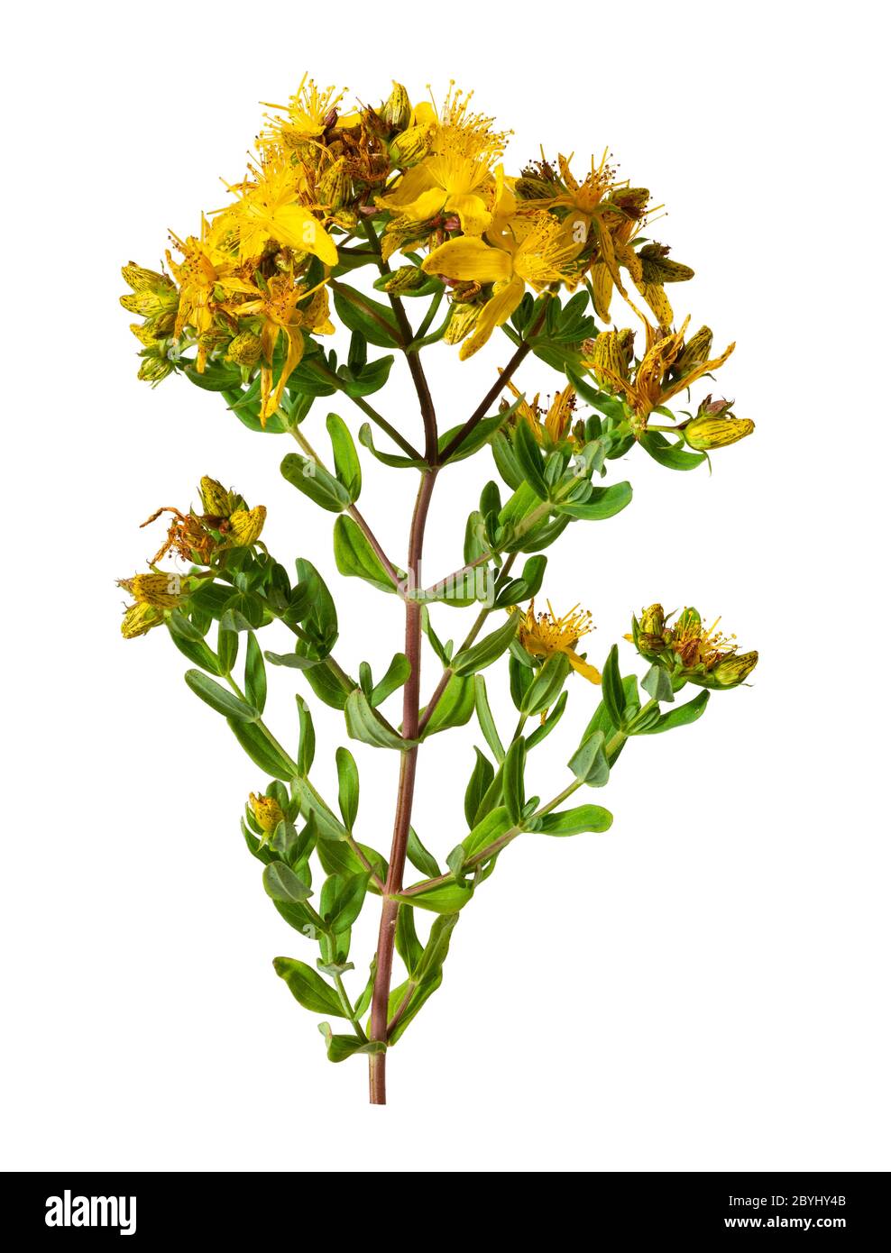 Jaune, fleurs du début de l'été de la fleur sauvage du Royaume-Uni, Hypericum perforatum, perforer le millepertuis, un remède à base de plantes sur fond blanc Banque D'Images