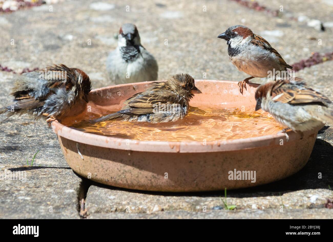 Maison arrose profitant d'un bain d'oiseaux dans un jardin de Fife. Banque D'Images