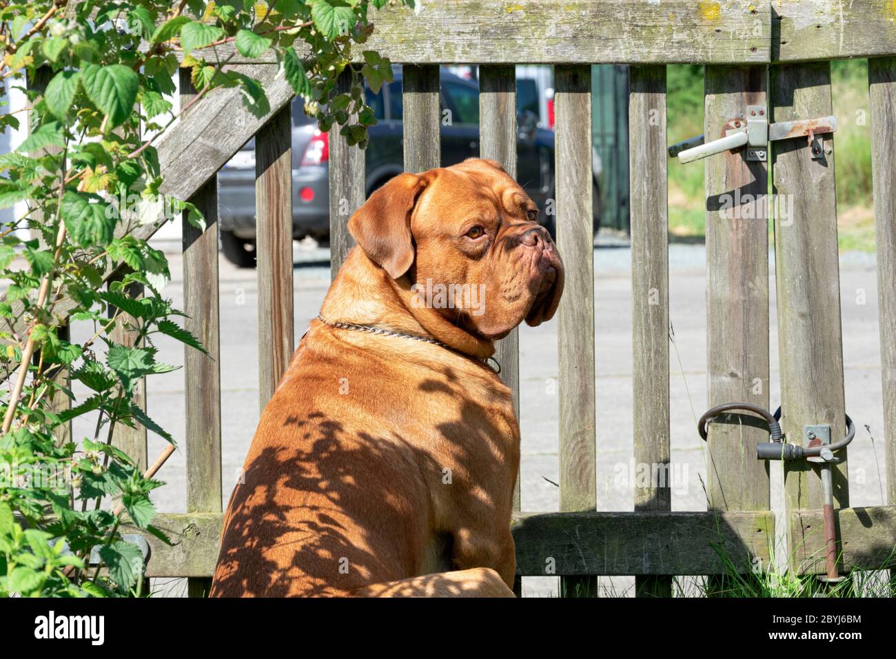 Le mastiff français le grand chien de garde est assis à la porte fermée de surveillance Banque D'Images