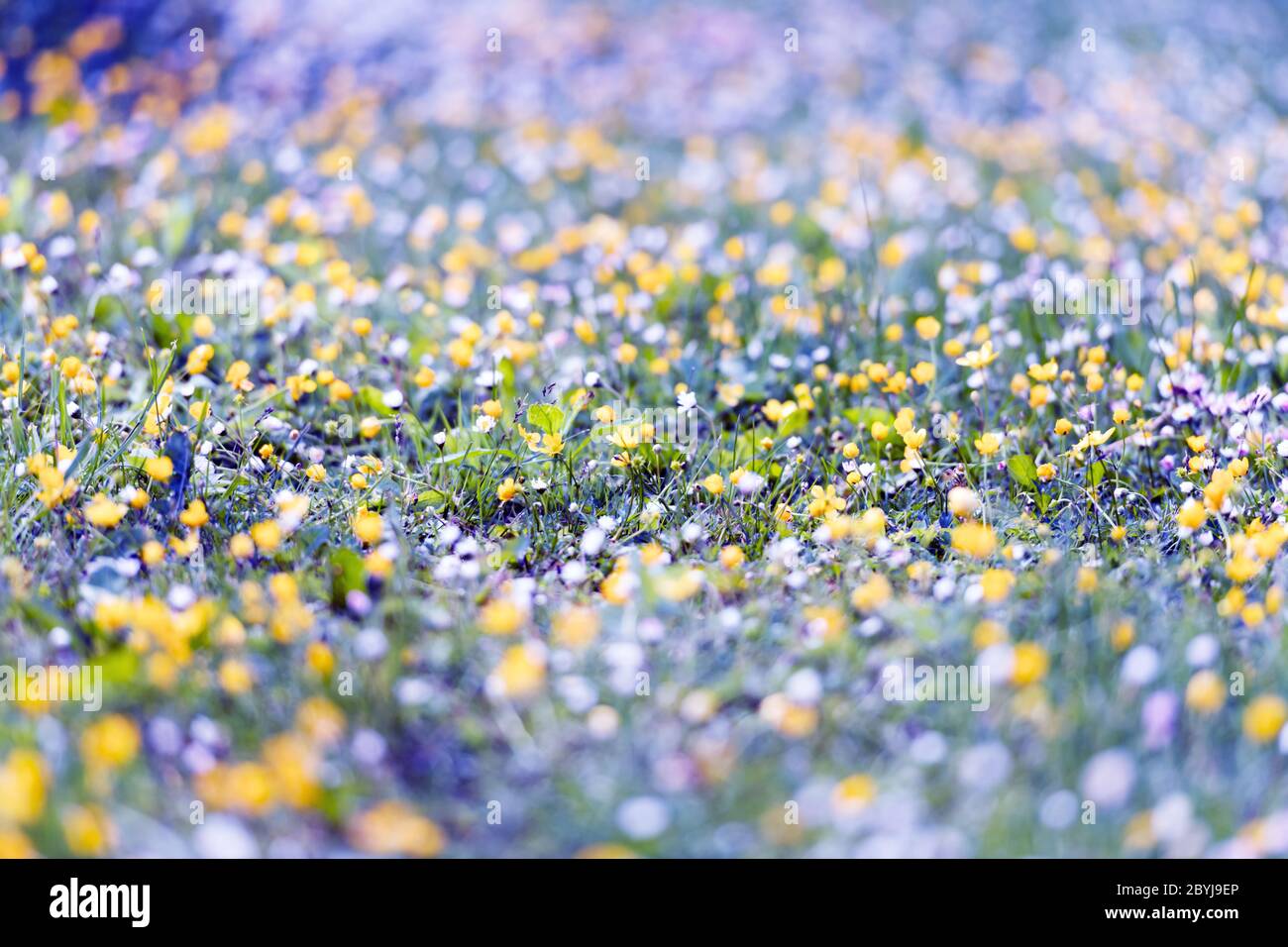 Champ de fleurs dans la prairie printanière. Arrière-plan nature Banque D'Images