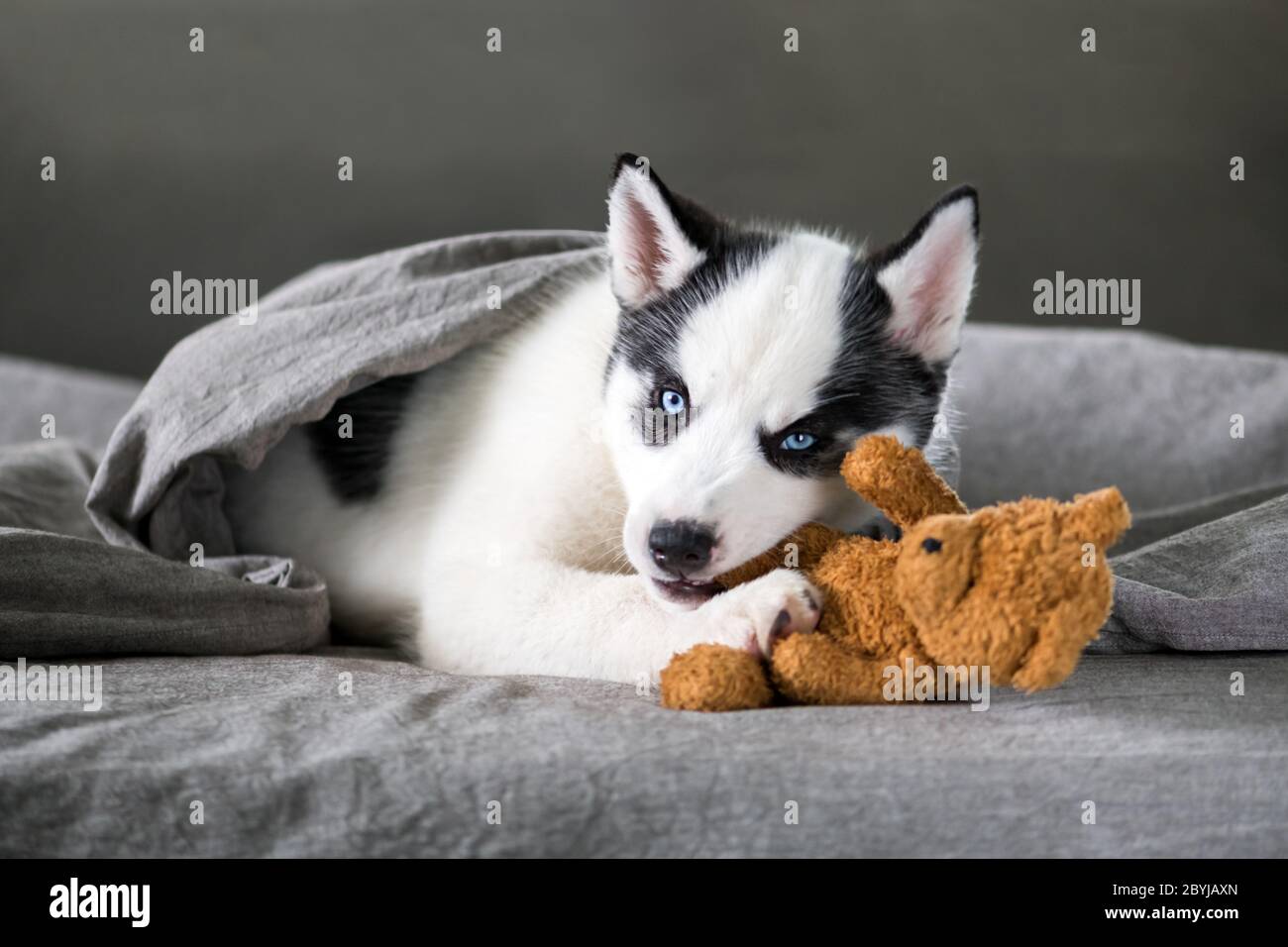 Un petit chien blanc chiot race husky sibérien avec de beaux yeux bleus se pose sur le tapis gris avec jouet ours. Photographie de chiens et d'animaux de compagnie Banque D'Images