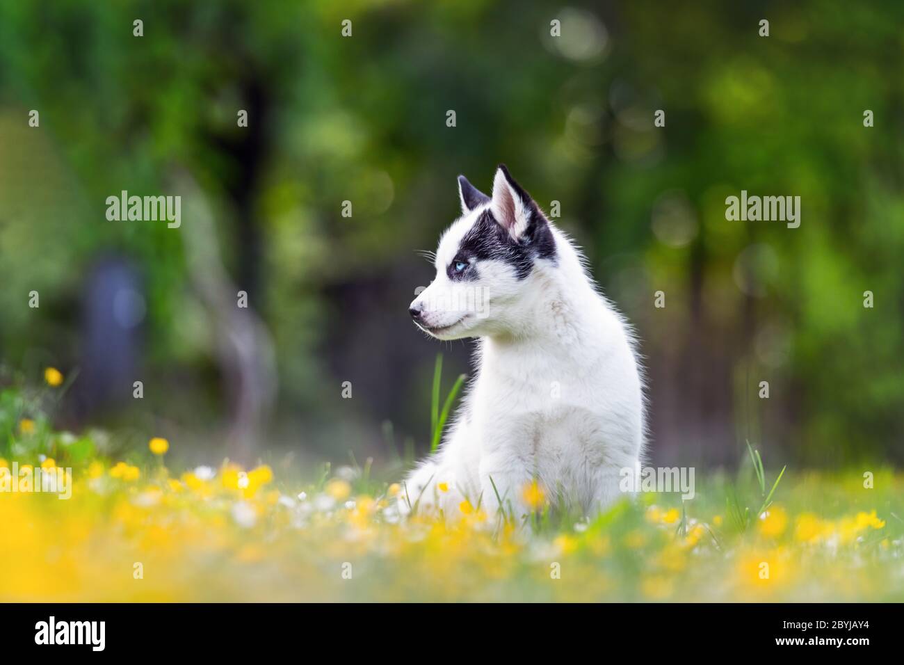 Chien Blanc Aux Yeux Jaunes Banque D Image Et Photos Alamy Chien Blanc Aux Yeux Jaunes Banque D Image Et Photos Alamy