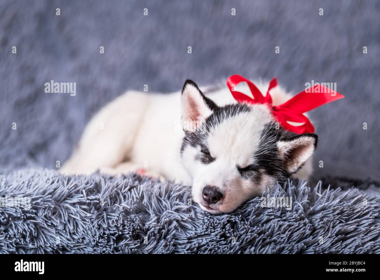 Un petit chien blanc chiot race husky sibérien avec un nœud rouge dormir sur un tapis gris. Cadeau d'anniversaire parfait pour votre enfant. Photographie de chiens et d'animaux de compagnie Banque D'Images