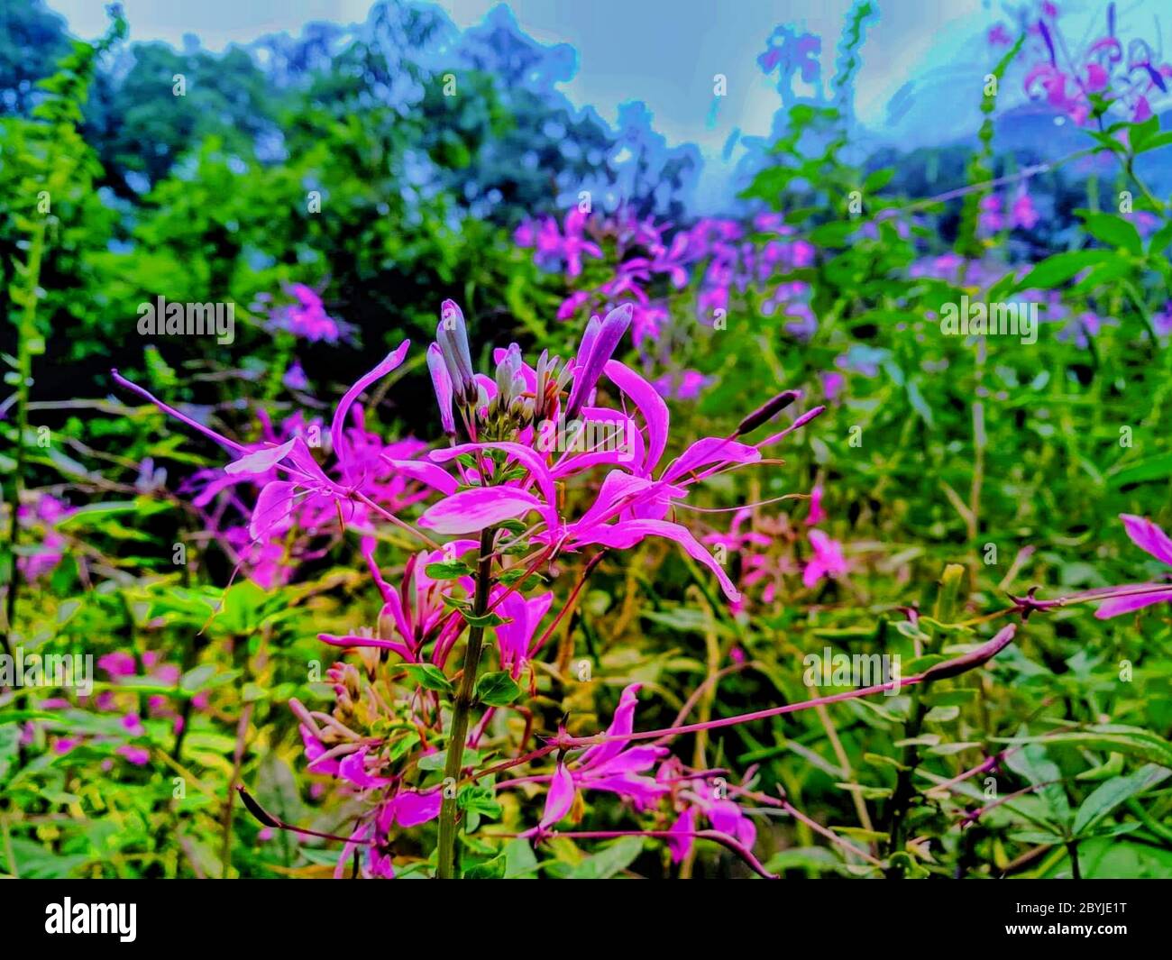 Beauté de la nature, fleur Banque D'Images