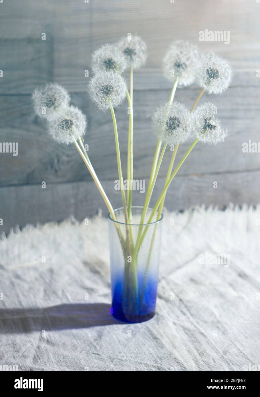 rustique encore vie avec des pissenlits blancs moelleux dans un verre sur une nappe de linge blanc et un fond lumineux en bois de la fenêtre. gros plan Banque D'Images