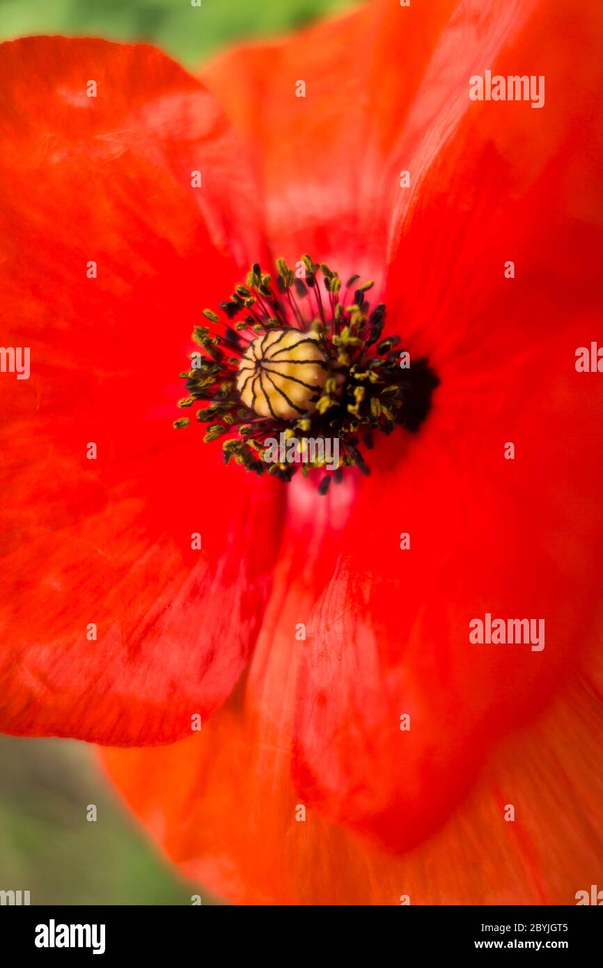 Gros plan d'une fleur de pavot Banque D'Images
