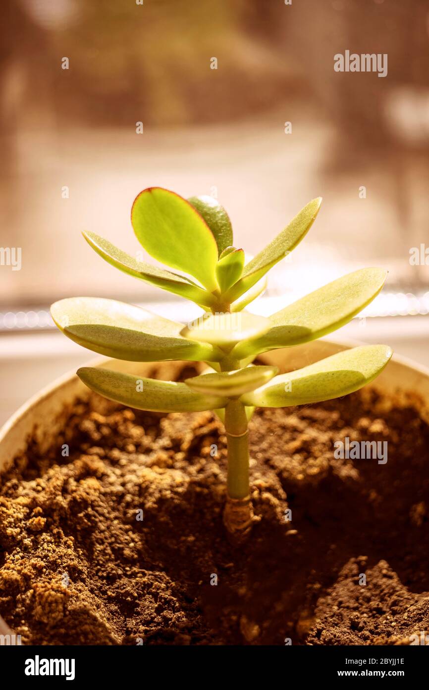 La jeune fleur de crasula pousse dans un sol Banque D'Images