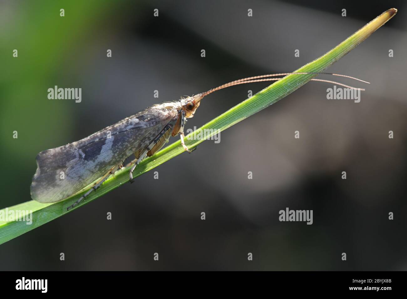 Glyphotaelius pellucidus, un caddisfly de Finlande sans nom anglais commun Banque D'Images