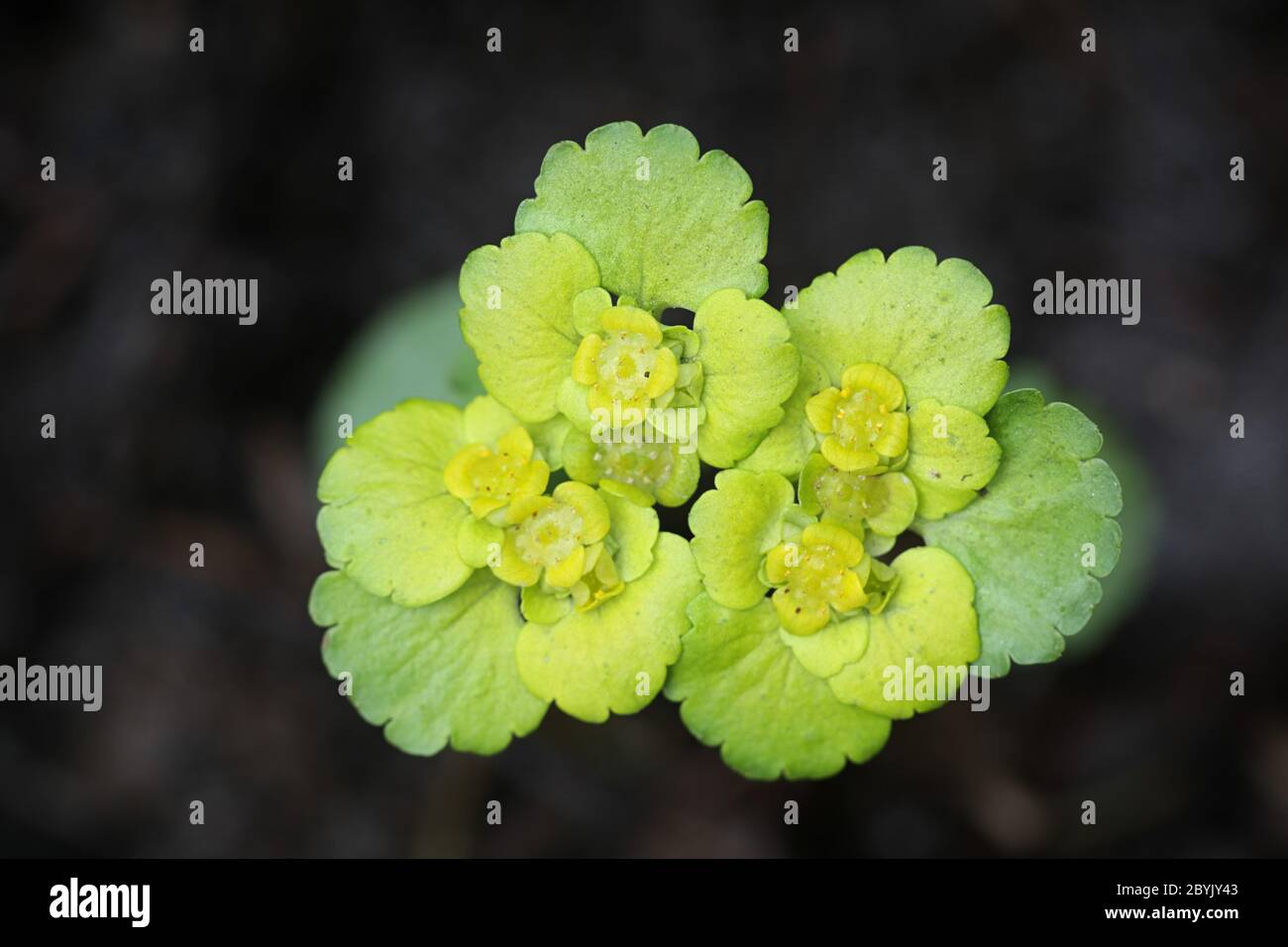 Chrysosplenium alternifolium, connu sous le nom de saxifrage doré à feuilles alternées, une fleur de printemps de Finlande Banque D'Images