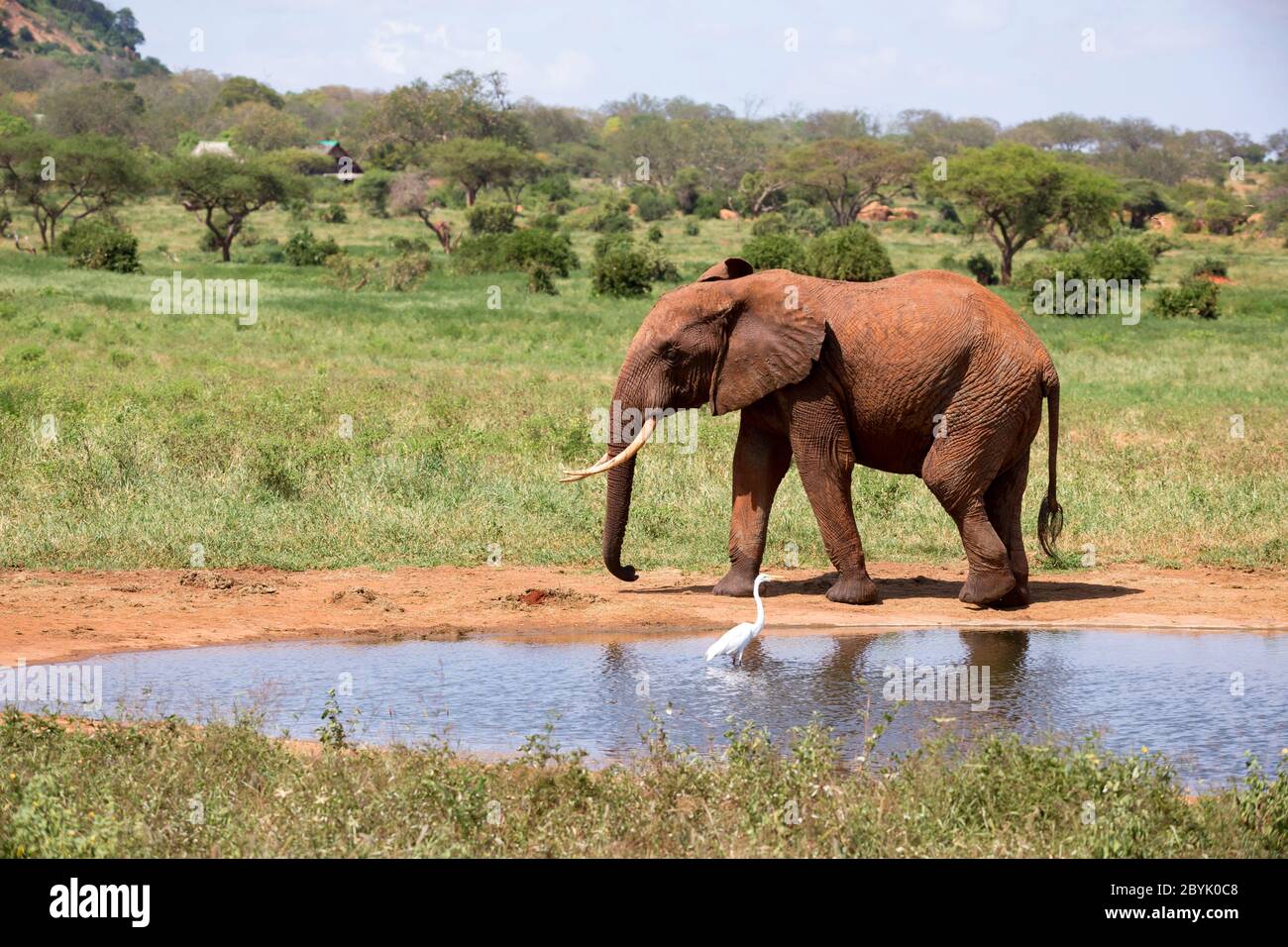 Éléphant sur le trou d'eau dans la savane du Kenya Banque D'Images