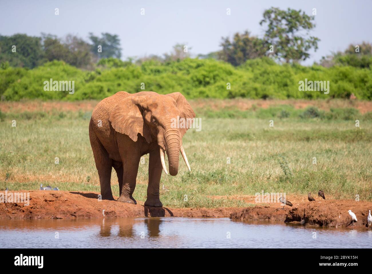 Trou d'eau dans la savane avec quelques éléphants rouges Banque D'Images