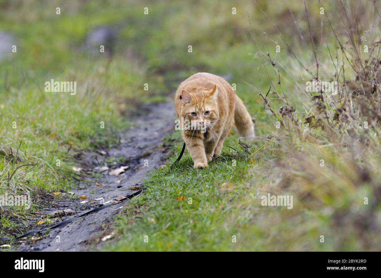 Le chat rouge marche dans l'herbe d'automne sur une laisse Banque D'Images
