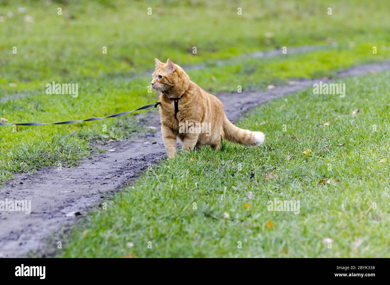 Chat rouge marchant dans l'herbe verte sur une laisse Banque D'Images