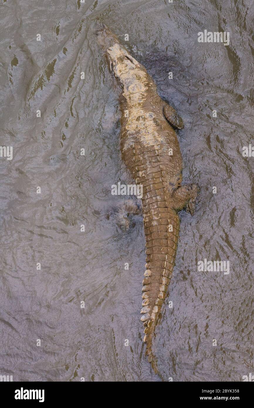 Crocodile américain (Crocodylus acutus) d'en haut, natation, Rio Grande Tárcoles, Costa Rica Banque D'Images