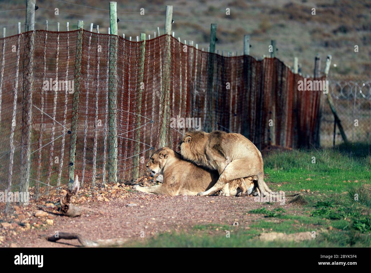 Les lions de reproduction (Panthera leo) dans le parc du lion Drakenstein, Klapmuts, Cape Winelands, Afrique du Sud. Banque D'Images