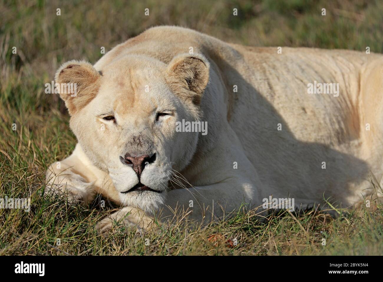 Lioness blanc , Panthera leo krugeri, dans le parc du lion Drakenstein, Klapmuts, province du Cap occidental, Afrique du Sud. Banque D'Images