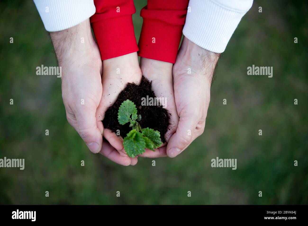 Mains de l'enfant tenant la plante avec le sol sur fond de terre Banque D'Images