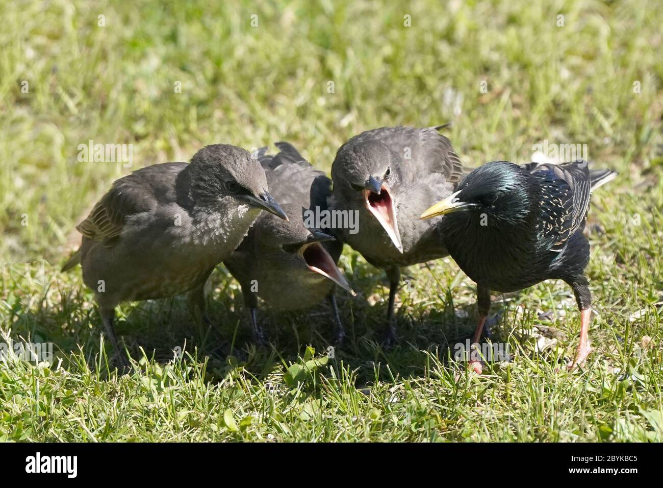 Poussins de Starling européens après que mère supplie pour la nourriture Banque D'Images