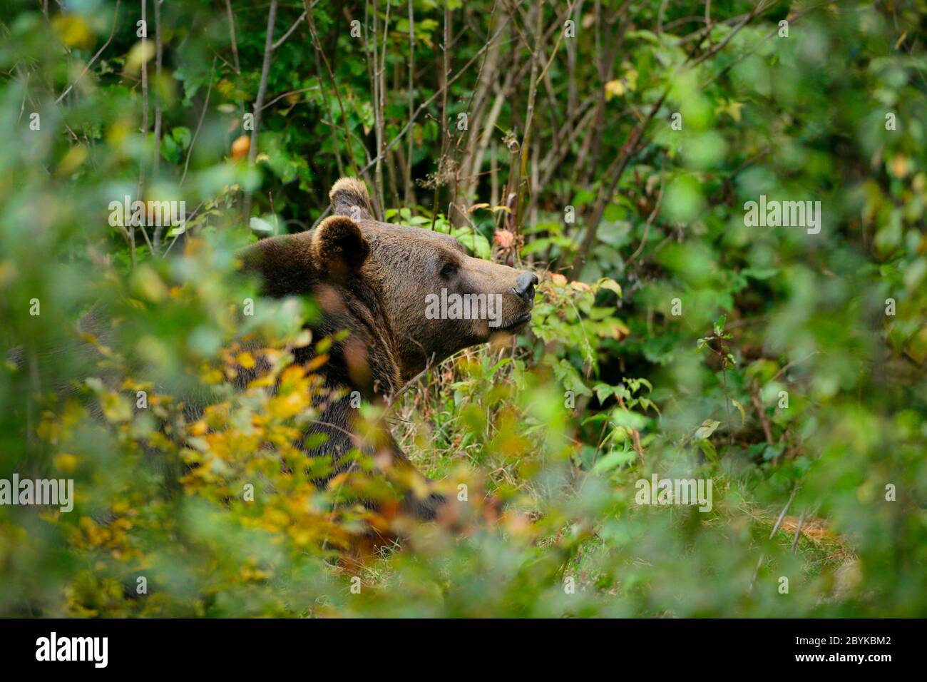 Ours brun (Ursus arctos) dans la forêt de Tier-Freigelände, Parc national Bayerischer Wald, Baviera, Allemagne, octobre Banque D'Images