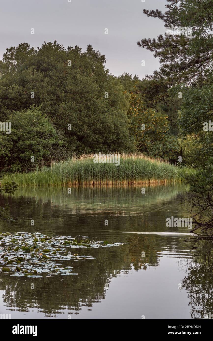 Réflexion des roseaux d'eau sur le lac ornemental dans le parc commun de Southampton, Angleterre, Royaume-Uni Banque D'Images