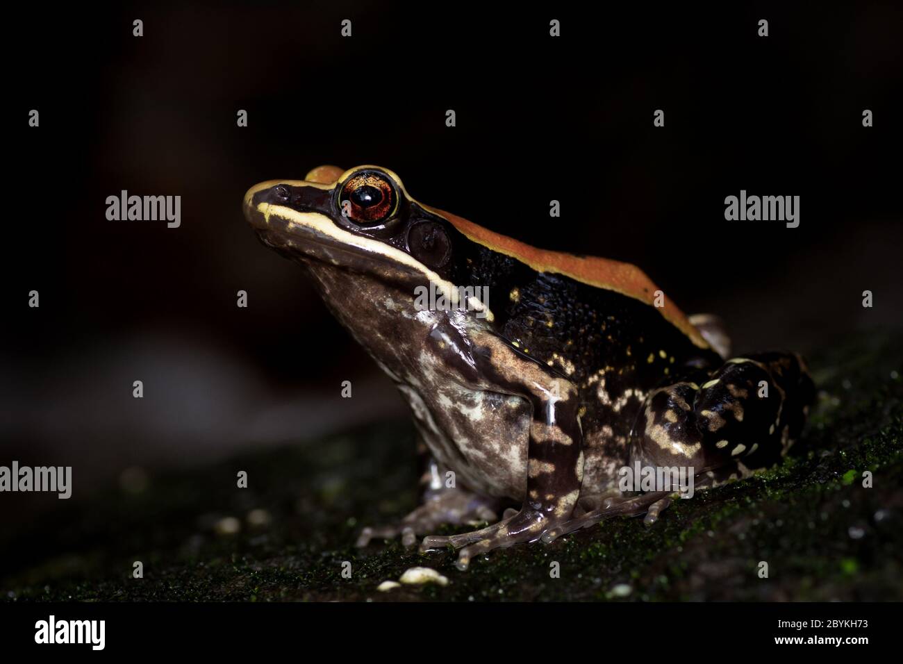 Fouroid Frog gros plan, Hylarana malabarica, Pune, Maharashtra, Inde Banque D'Images