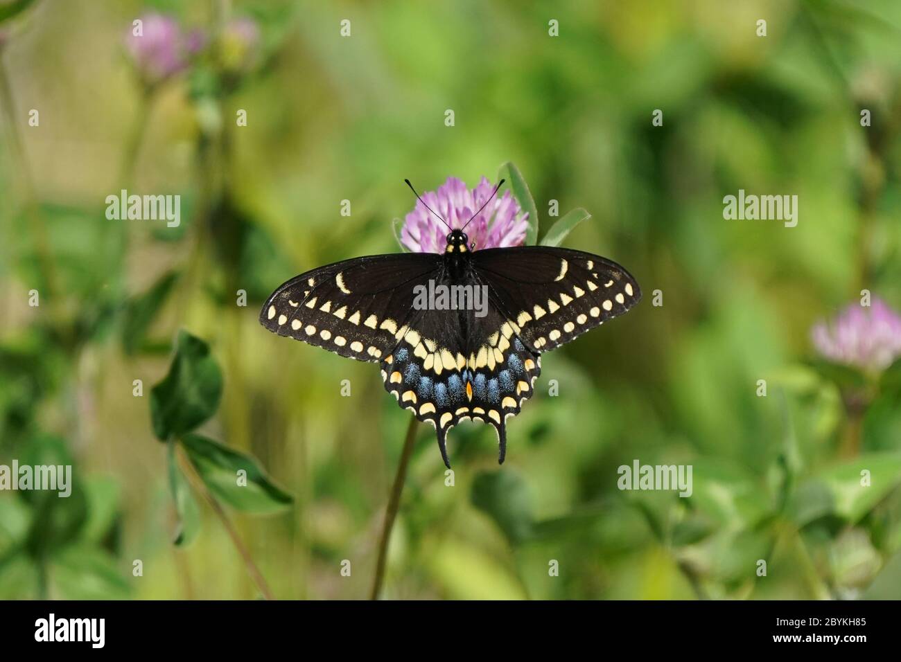 Papillon à queue d'aronde sur fleur de trèfle Banque D'Images