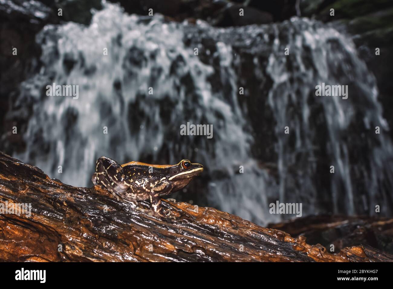 Fouroide grenouille près du ruisseau, Hylarana malabarica, Pune, Maharashtra, Inde Banque D'Images