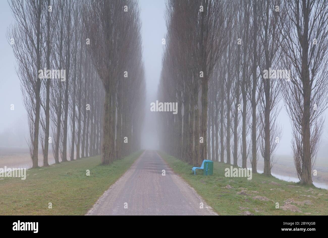 banc et tunnel entre les arbres dans le brouillard Banque D'Images