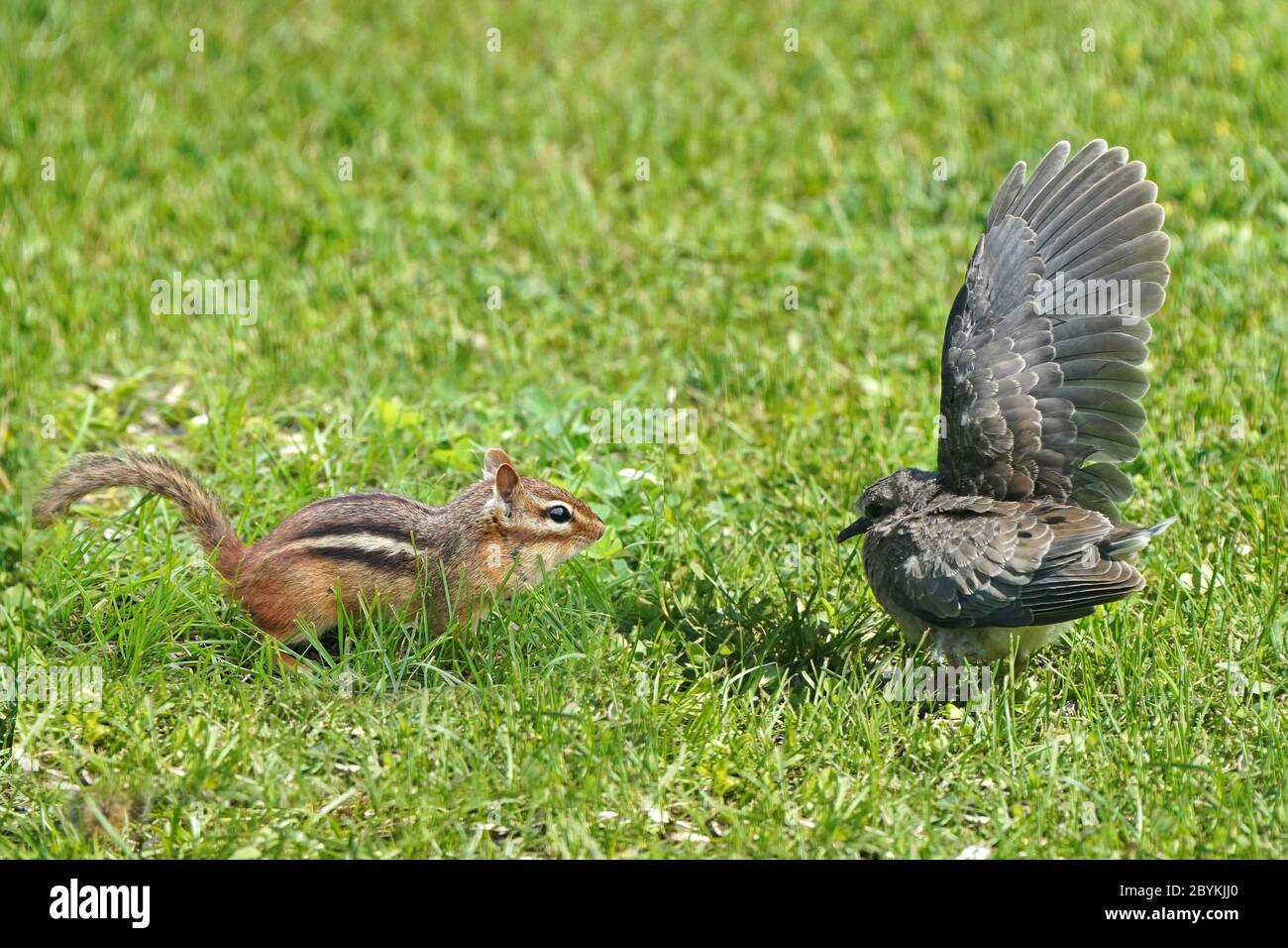 Bébé Mourning Dove peur de chipmunk Banque D'Images