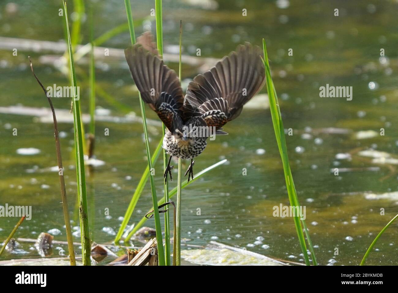 Femelles d'oiseaux noirs ailé rouge dans le marais Banque D'Images