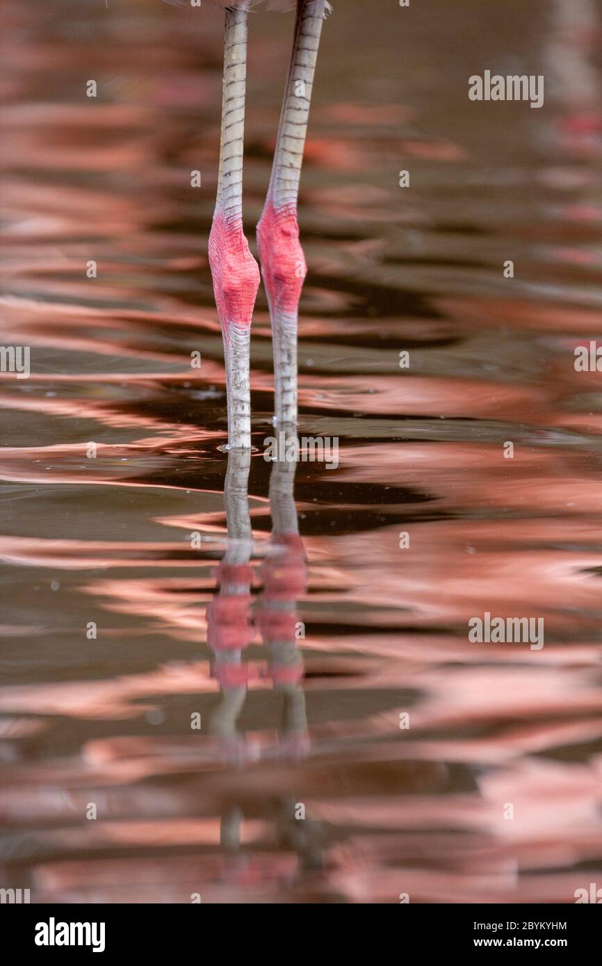 Flamants roses, Phénicoptéridae, se reposant avec sa tête nichée dans ses plumes. Réserve naturelle WWT Martin Mere, Lancashire, Angleterre Royaume-Uni Banque D'Images
