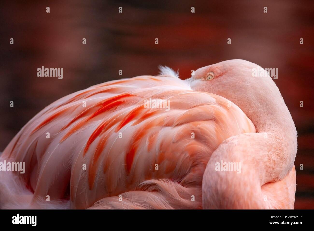 Flamants roses, Phénicoptéridae, se reposant avec sa tête nichée dans ses plumes. Réserve naturelle WWT Martin Mere, Lancashire, Angleterre Royaume-Uni Banque D'Images